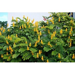 بذور شجرة كاسيا آلاتا- Cassia alata  بذور شجرة كاسيا آلاتا- Cassia alata