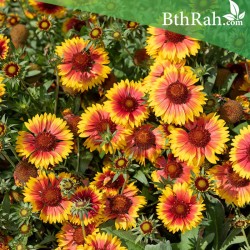 بذور جلارديا - عنبر كشمير -Gaillardia بذور جلارديا - عنبر كشمير -Gaillardia