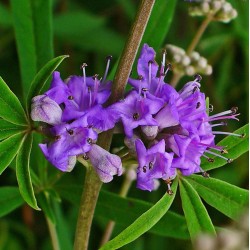 بذور شجرة كف مريم Vitex agnus-castus بذور شجرة كف مريم Vitex agnus-castus