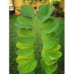بذور شجرة البوهينيا Bauhinia variegata-خف الجمل بذور شجرة البوهينيا Bauhinia variegata-خف الجمل