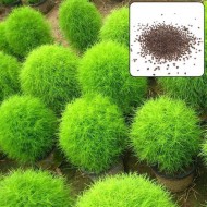 بذور نبات الكوشيا Kochia scoparia orBassia scoparia بذور نبات الكوشيا Kochia scoparia orBassia scoparia