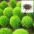 بذور نبات الكوشيا Kochia scoparia orBassia scoparia
