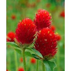 بذور نبات المدنة او الجمفرينا(الاحمر) Gomphrena globosa بذور نبات المدنة او الجمفرينا(الاحمر) Gomphrena globosa