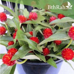 بذور نبات المدنة او الجمفرينا(الاحمر) Gomphrena globosa بذور نبات المدنة او الجمفرينا(الاحمر) Gomphrena globosa