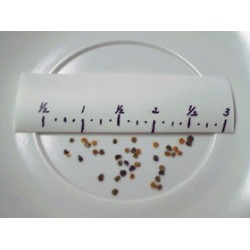 بذور المنثور (الابيض) Matthiola incana بذور المنثور (الابيض) Matthiola incana