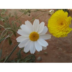 بذور عشبة القحويان  Anthemis deserti بذور عشبة القحويان  Anthemis deserti