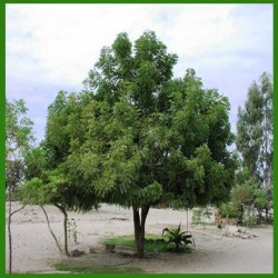 بذور شجرة النيم