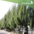 بذور الأثل الأمريكي - Casuarina