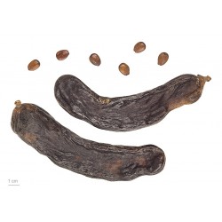 بذور الخروب - Ceratonia siliqua بذور الخروب - Ceratonia siliqua