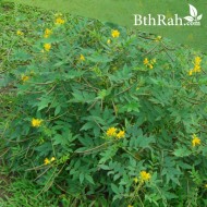 بذور شجرة كاسيا اوكدنتاليس-Senna occidentalis