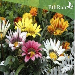 بذور نبات الجازانيا Gazania rigens بذور نبات الجازانيا Gazania rigens