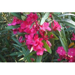 بذور الدفلى ( الدفلة ) Nerium oleander بذور الدفلى ( الدفلة ) Nerium oleander