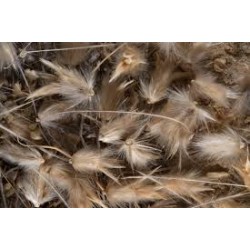 بذور عشبة الضعة Lasiurus scindicus بذور عشبة الضعة Lasiurus scindicus