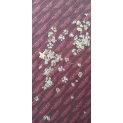 بذور نبتة الشعران - Agathophora alopecuroides بذور نبتة الشعران - Agathophora alopecuroides