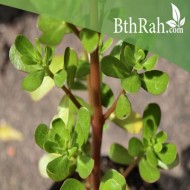بذور نبات الرجلة-Portulaca oleracea بذور نبات الرجلة-Portulaca oleracea