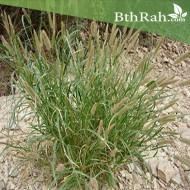 بذور عشبة السبط-Cenchrus ciliaris بذور عشبة السبط-Cenchrus ciliaris