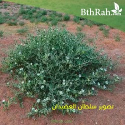 بذور عشبة الشفلّح - Capparis spinosa بذور عشبة الشفلّح - Capparis spinosa