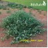 بذور عشبة الشفلّح - Capparis spinosa