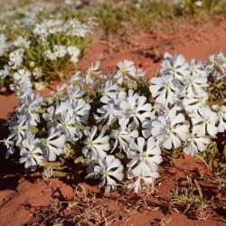 بذور عشبة التربة (تربة النفود) - Silene villosa بذور عشبة التربة (تربة النفود) - Silene villosa
