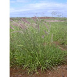 بذور نبات الحلفا أو عشبة النافورة أو الثيوم- بنسيتم-Pennisetum Setaceum بذور نبات الحلفا أو عشبة النافورة أو الثيوم- بنسيتم-Pennisetum Setaceum