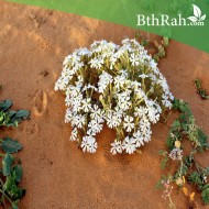 بذور عشبة التربة (تربة النفود) - Silene villosa بذور عشبة التربة (تربة النفود) - Silene villosa