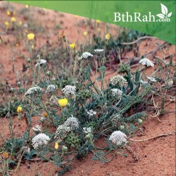 بذور البسباس (Anisosciadium) بذور البسباس (Anisosciadium)