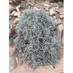 بذور نبتة العراد - Ancacia etbacia بذور نبتة العراد - Ancacia etbacia