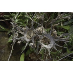 بذور النقد Anvillea platycarpa بذور النقد Anvillea platycarpa