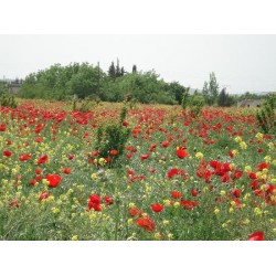 بذور نباتات الربيع بذور نباتات الربيع