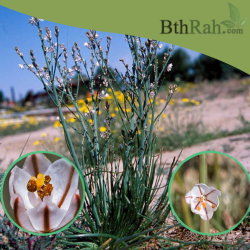 بذور نبات البروق (Asphodelus tenuifolius)