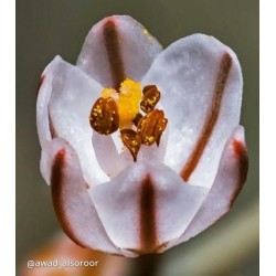 بذور نبات البروق (Asphodelus tenuifolius)