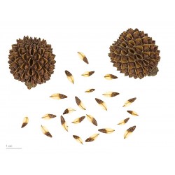 بذور الأثل الأمريكي - Casuarina بذور الأثل الأمريكي - Casuarina