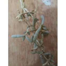 بذور عشبة الشنان (Anabasis) بذور عشبة الشنان (Anabasis)