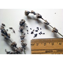 بذور اللافندر ( Lavandula) بذور اللافندر ( Lavandula)