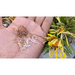 بذور نبات الجازانيا Gazania rigens بذور نبات الجازانيا Gazania rigens