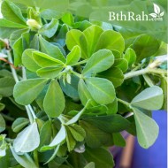 بذور الحلبة-Trigonella foenum-graecum بذور الحلبة-Trigonella foenum-graecum