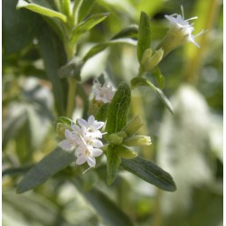 بذور ستيفيا  Stevia rebaudiana  بذور ستيفيا  Stevia rebaudiana