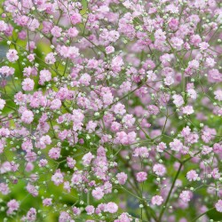 بذور الجيبسوفيلا - Gypsophila بذور الجيبسوفيلا - Gypsophila