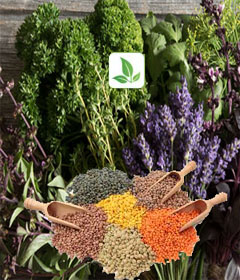 بذور الأعشاب والبقوليات