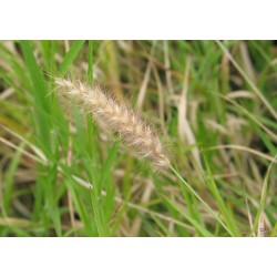 بذور عشبة السبط-Cenchrus ciliaris