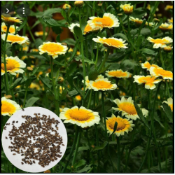 بذور زهور مارجريت (Argyranthemum frutescen)