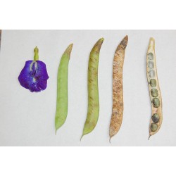 بذور متسلقة الشاي الأزرق-Clitoria ternatea بذور متسلقة الشاي الأزرق-Clitoria ternatea