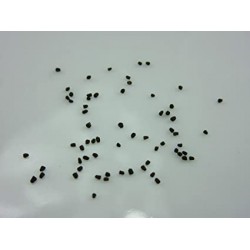 بذور زهور فم السمكة(Antirrhinum Majus)