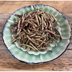 النيلة الزرقاء - Indigofera النيلة الزرقاء - Indigofera