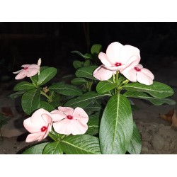 بذور زهور البفتة - Vinca Rosea بذور زهور البفتة - Vinca Rosea