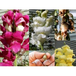 بذور زهور فم السمكة(Antirrhinum Majus) بذور زهور فم السمكة(Antirrhinum Majus)
