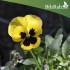 بذور زهرة بنفسج الثالوث أصفر-Pansy