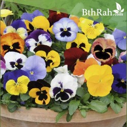 بذور زهرة بنفسج الثالوث mix-Pansy بذور زهرة بنفسج الثالوث mix-Pansy