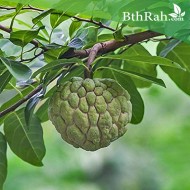 بذور شجرة القشطة - Annona بذور شجرة القشطة - Annona