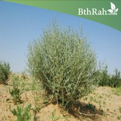 بذور الرمث  بذور الرمث